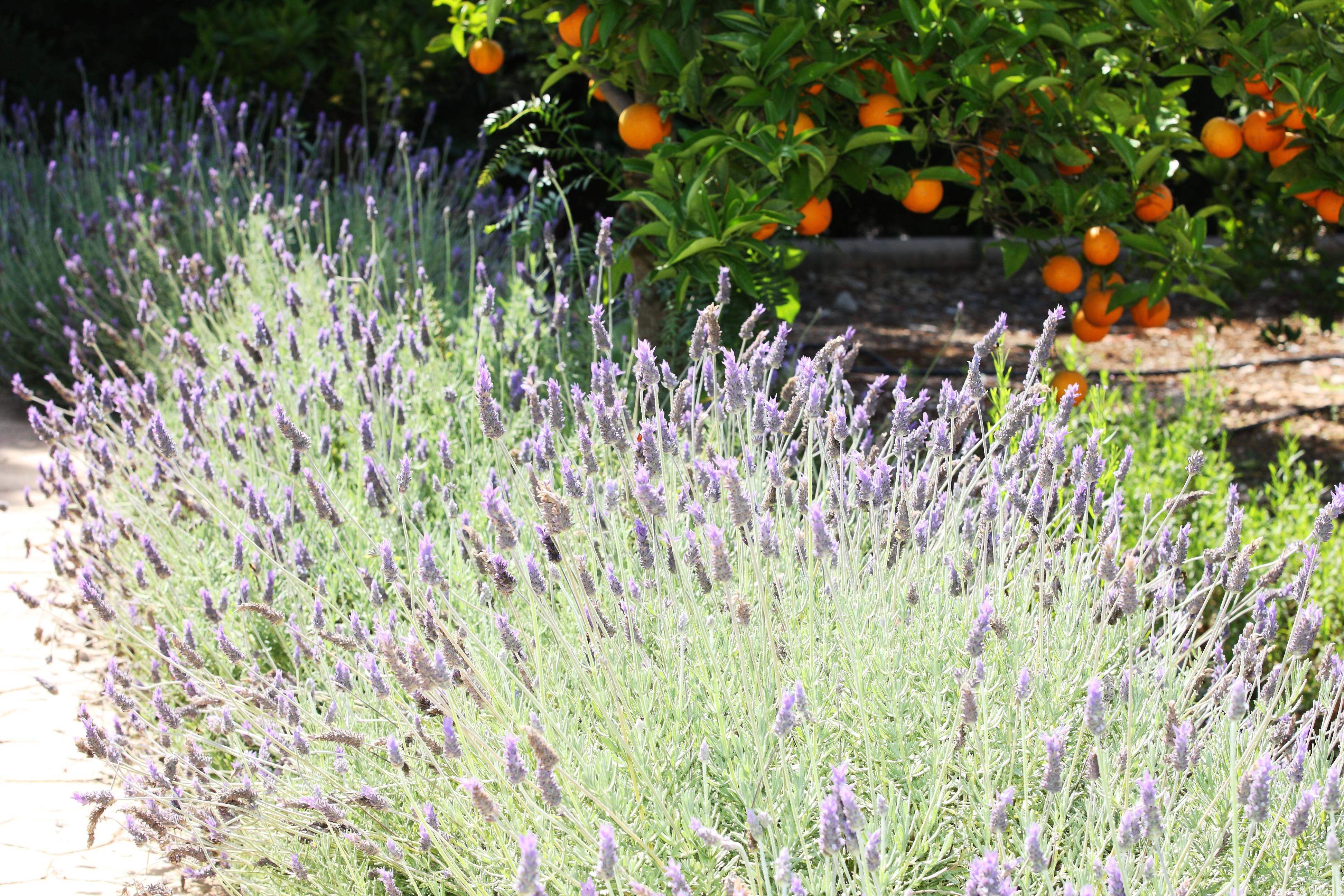 Finca Ca'S Curial - Agroturismo - Adults Only Soller Bagian luar foto