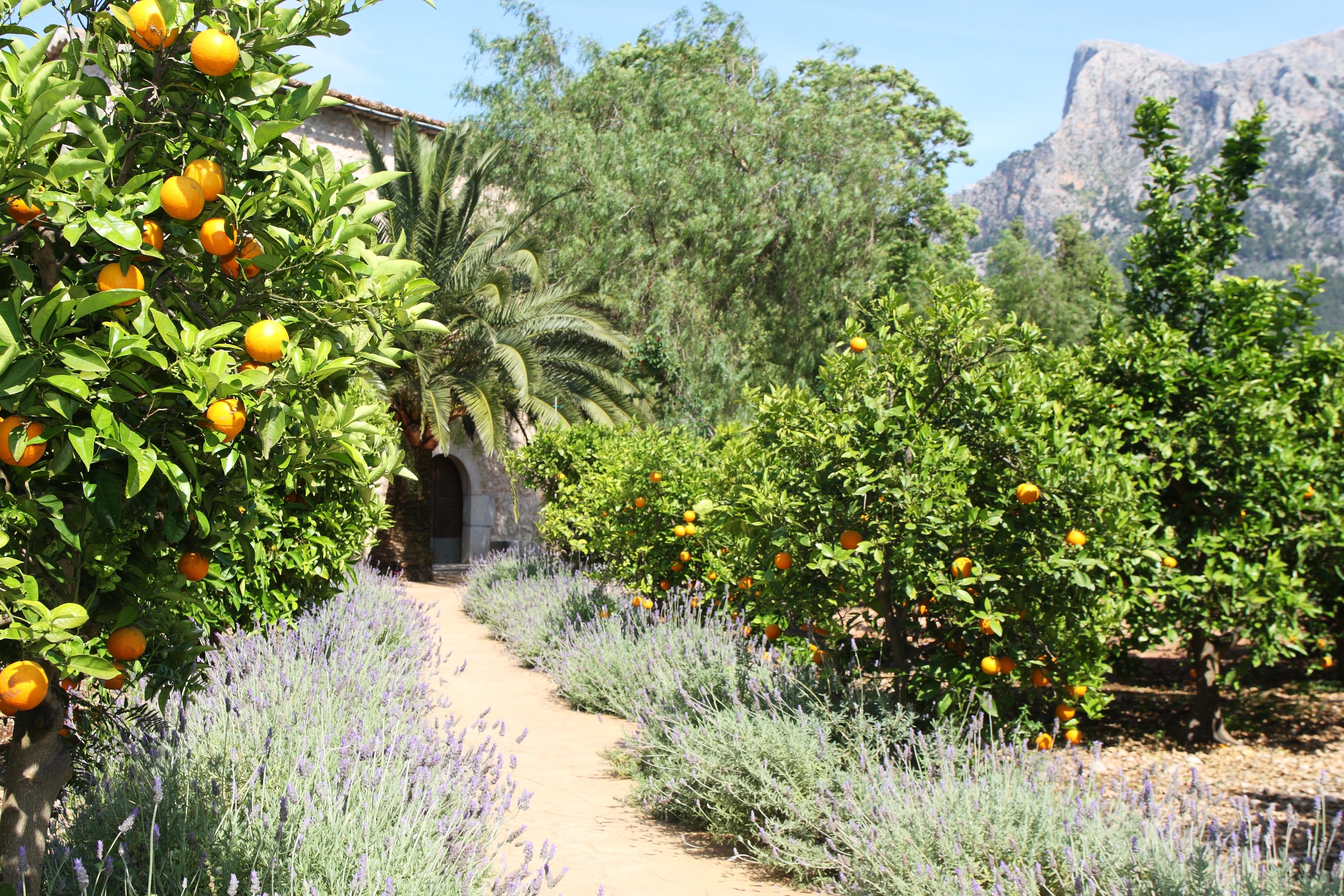 Finca Ca'S Curial - Agroturismo - Adults Only Soller Bagian luar foto