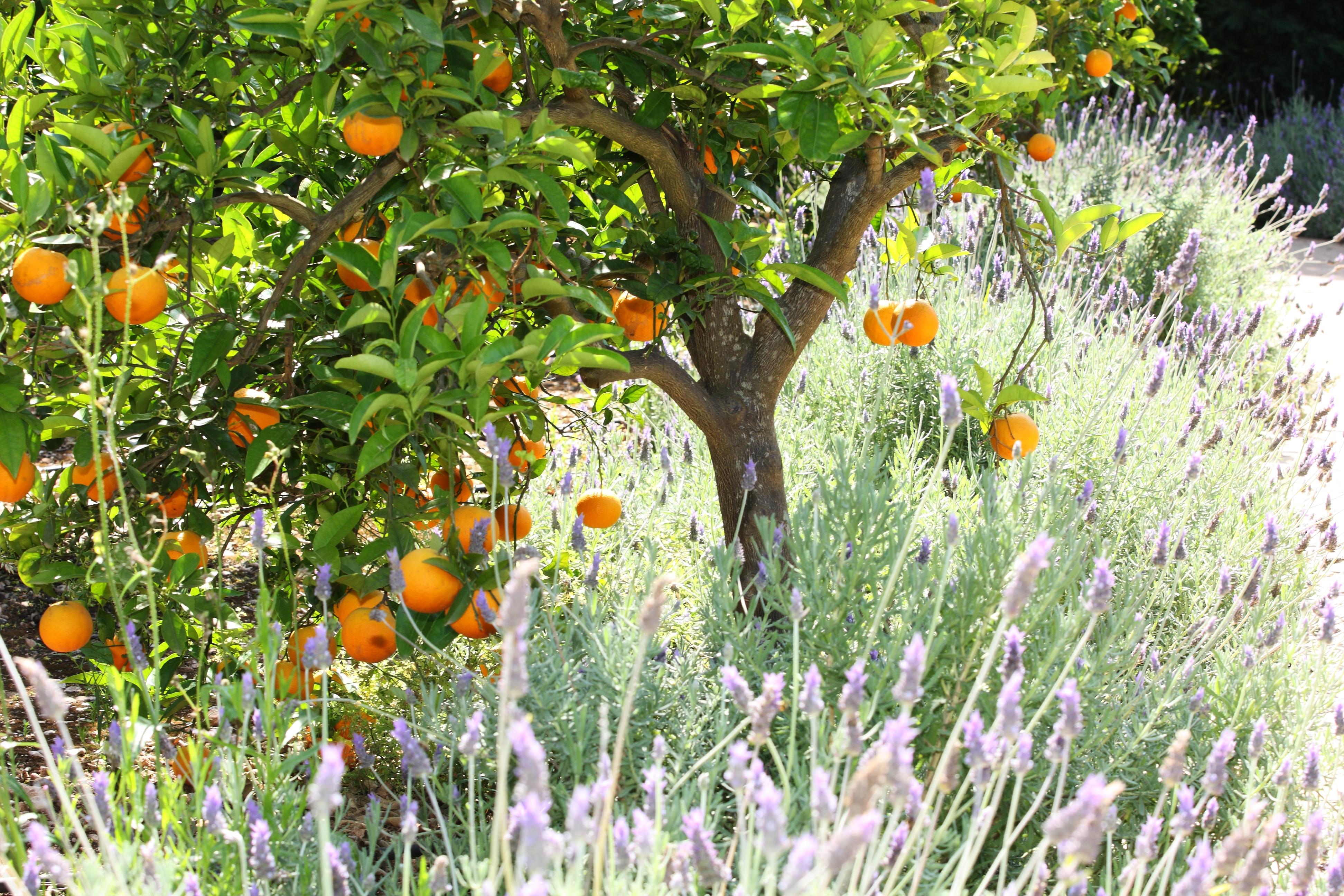 Finca Ca'S Curial - Agroturismo - Adults Only Soller Bagian luar foto