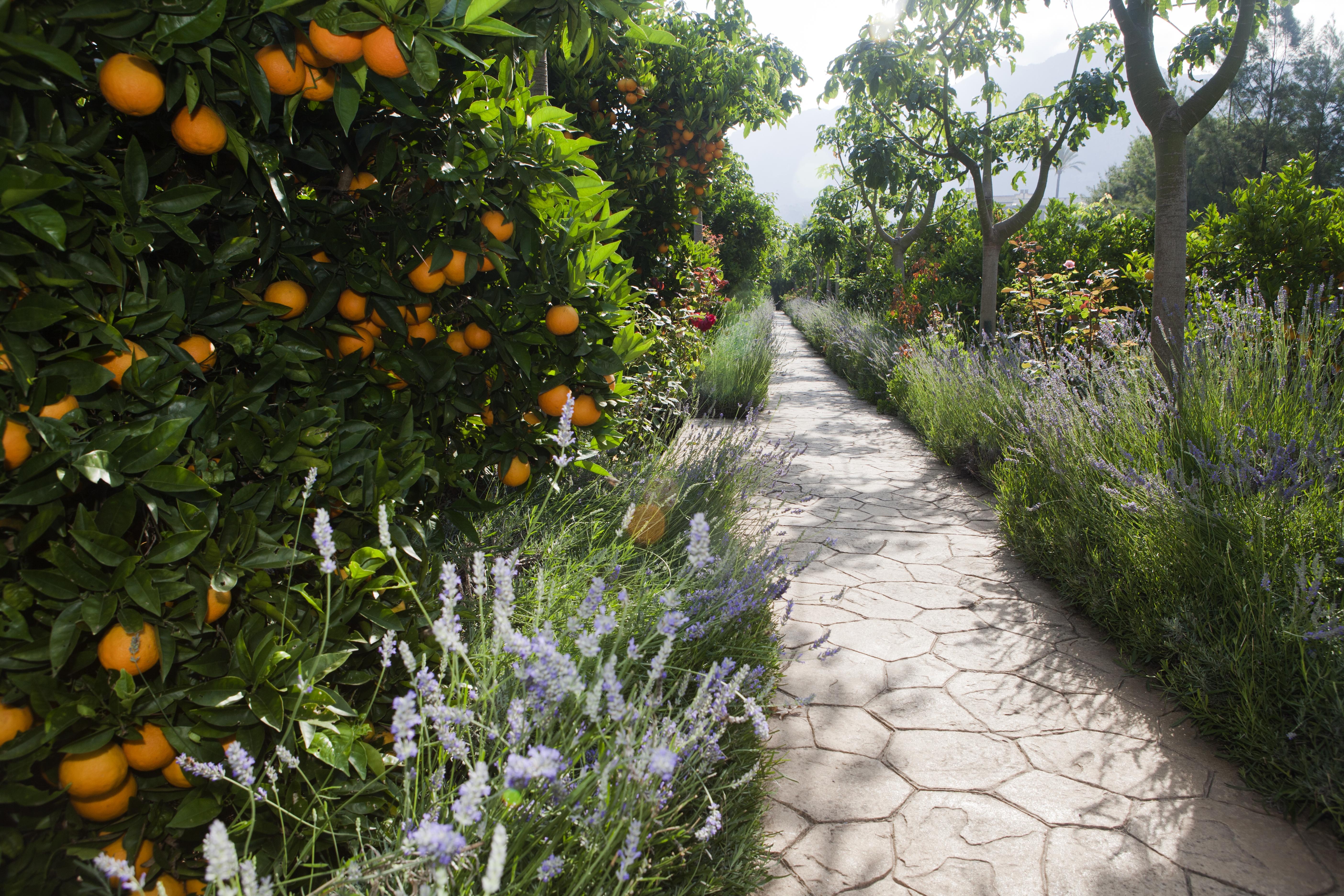 Finca Ca'S Curial - Agroturismo - Adults Only Soller Bagian luar foto