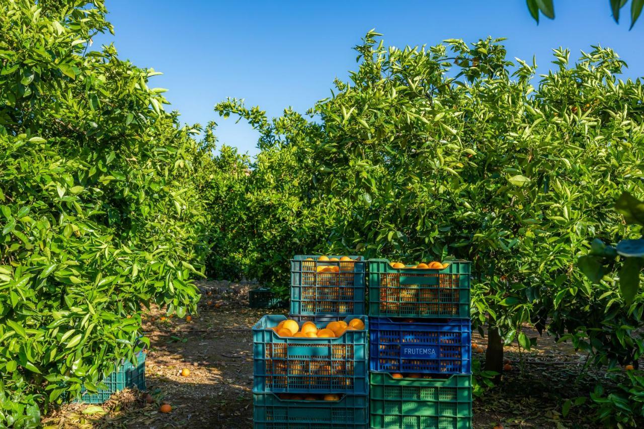 Finca Ca'S Curial - Agroturismo - Adults Only Soller Bagian luar foto